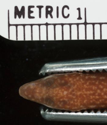 Media type: image;   Herpetology R-76551